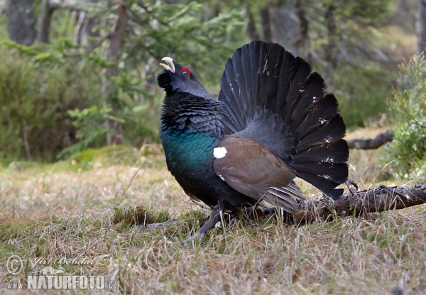 Tetrov hlucháň hôrny (Tetrao urogallus)