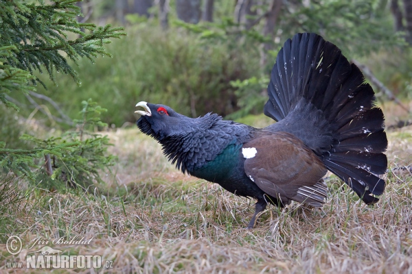 Tetrov hlucháň hôrny (Tetrao urogallus)