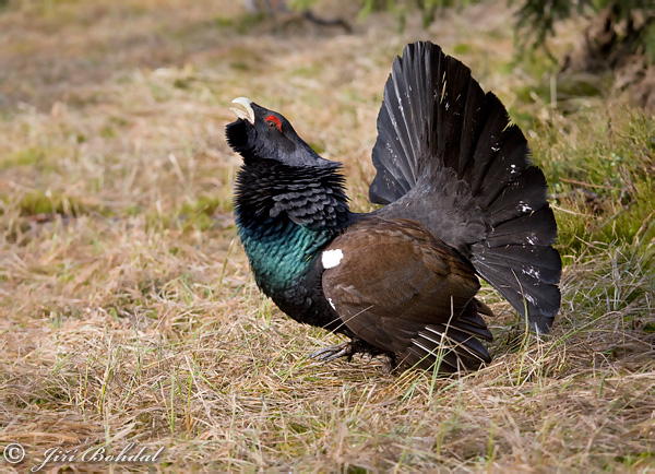 Tetrov hlucháň hôrny (Tetrao urogallus)