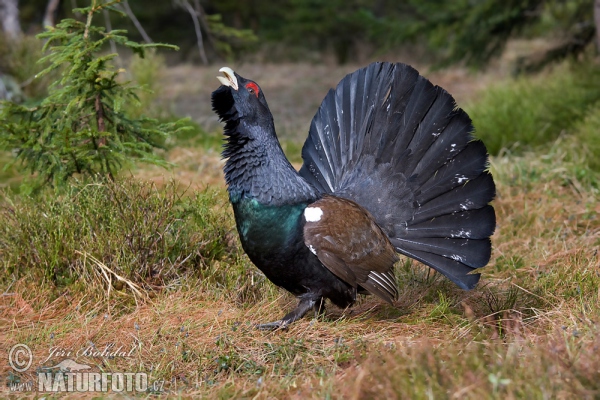 Tetrov hlucháň hôrny (Tetrao urogallus)