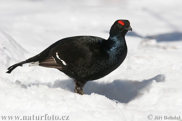 Tetrov hoľniak (Tetrao tetrix)