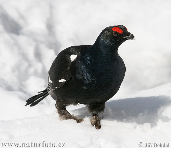 Tetrov hoľniak (Tetrao tetrix)