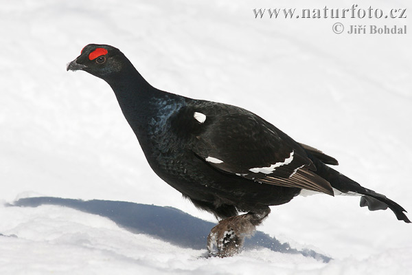 Tetrov hoľniak (Tetrao tetrix)