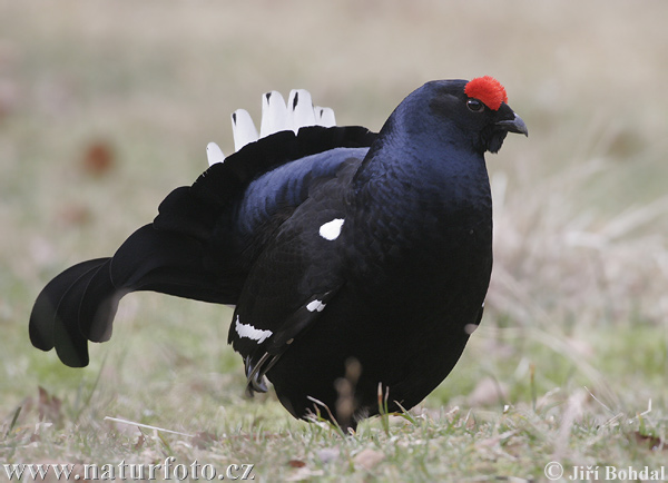 Tetrov hoľniak (Tetrao tetrix)