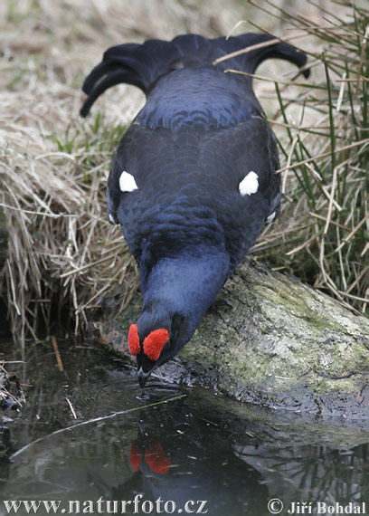 Tetrov hoľniak (Tetrao tetrix)