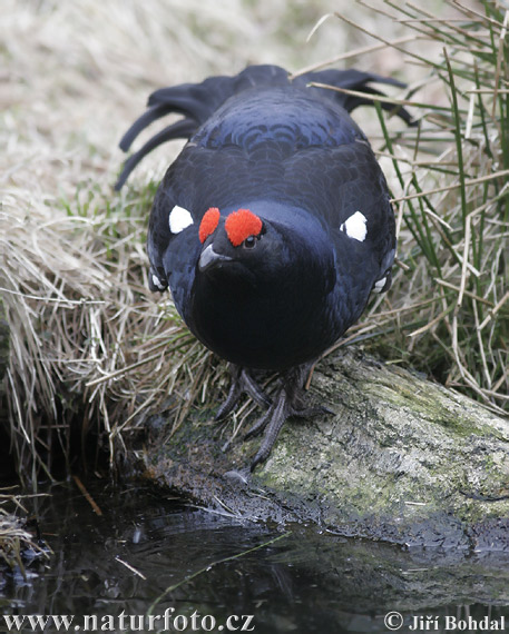 Tetrov hoľniak (Tetrao tetrix)