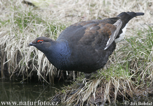 Tetrov hoľniak (Tetrao tetrix)