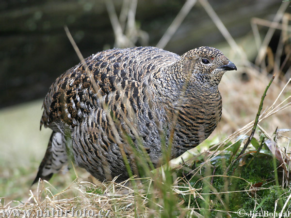 Tetrov hoľniak (Tetrao tetrix)