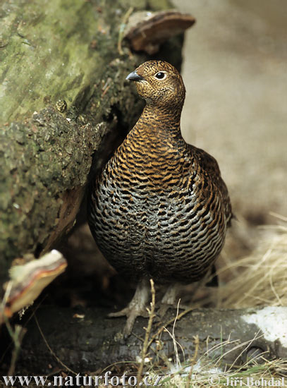 Tetrov hoľniak (Tetrao tetrix)