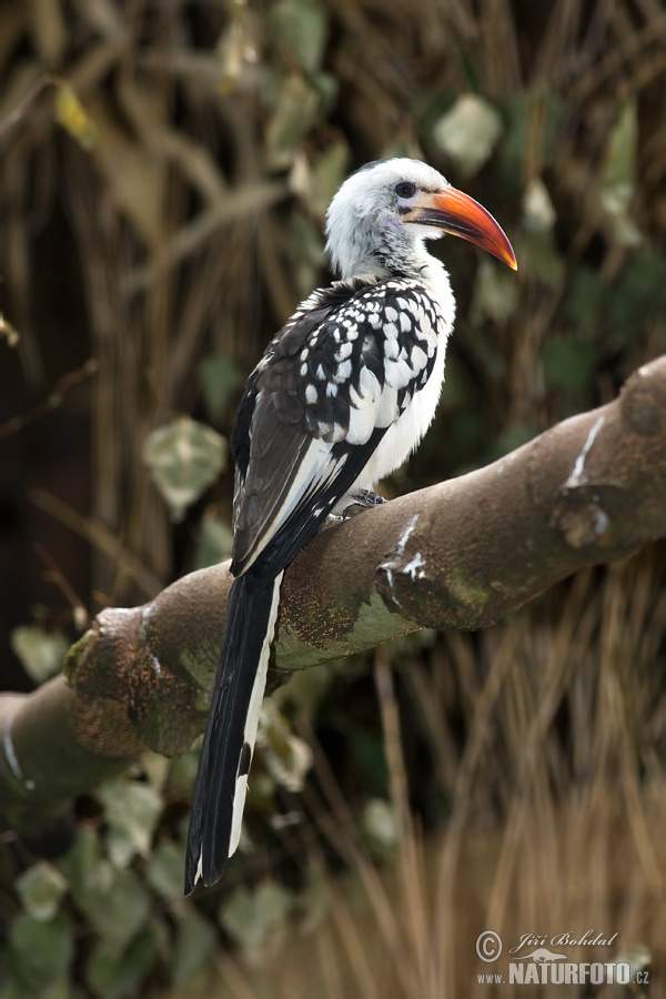 Toko červenozobý (Tockus erythrorhynchus)