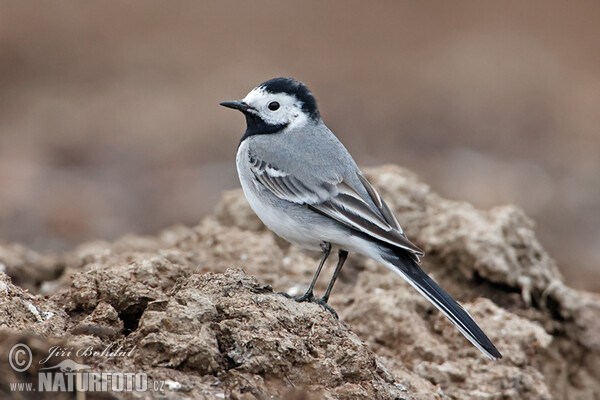 Trasochvost biely (Motacilla alba)