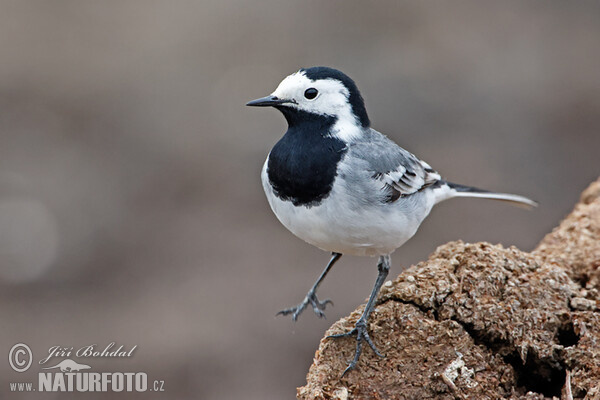 Trasochvost biely (Motacilla alba)