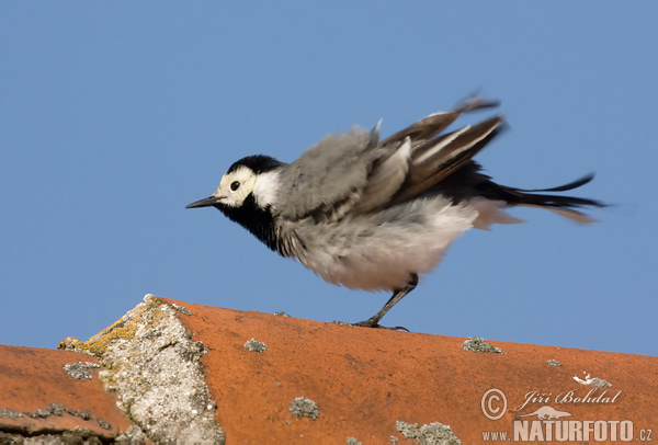 Trasochvost biely (Motacilla alba)