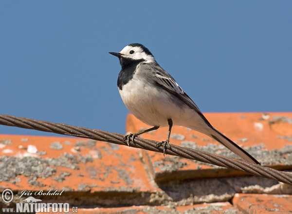 Trasochvost biely (Motacilla alba)