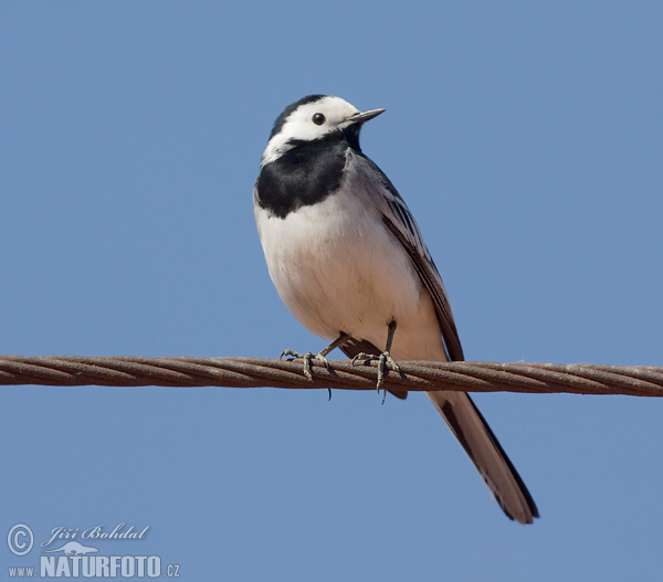 Trasochvost biely (Motacilla alba)