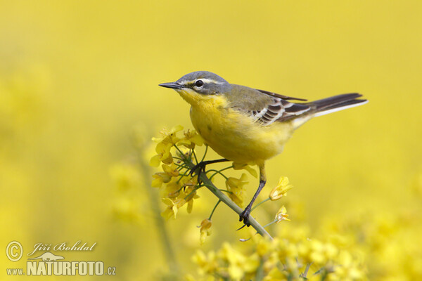 Trasochvost žltý (Motacilla flava)