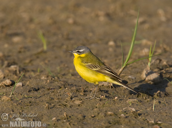 trasochvost žltý (Motacilla flava)