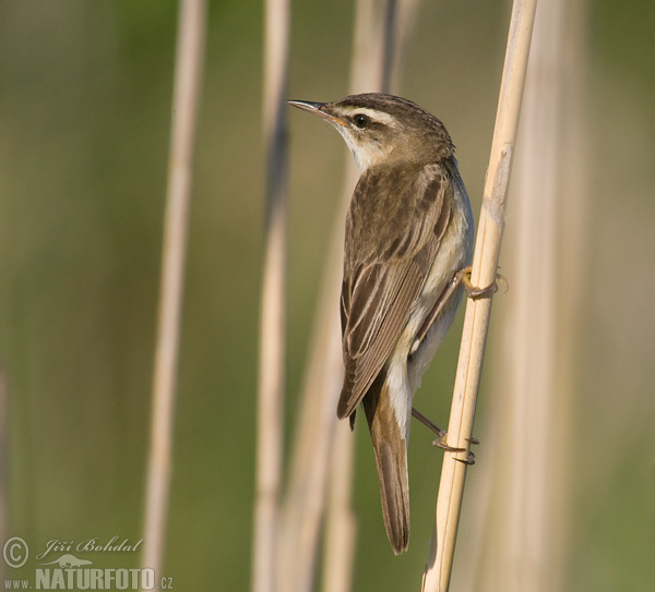 Trsteniarik malý pásikový (Acrocephalus schoenobaenus)