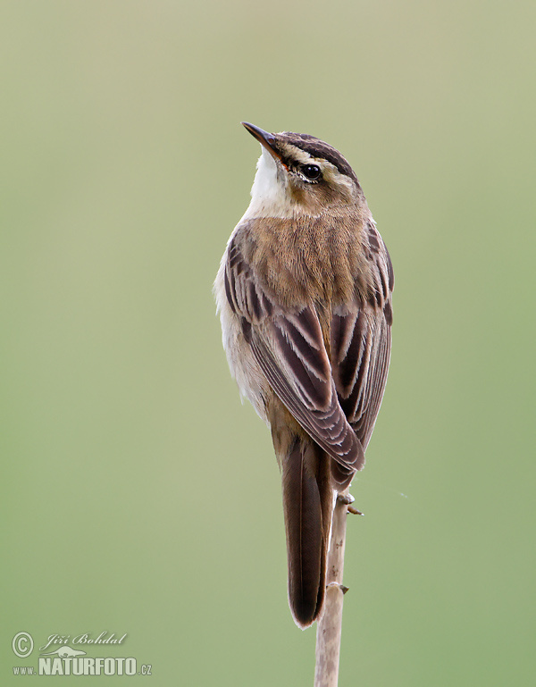 Trsteniarik malý pásikový (Acrocephalus schoenobaenus)