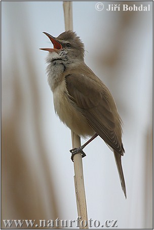 trsteniarik škriekavý (Acrocephalus arundinaceus)