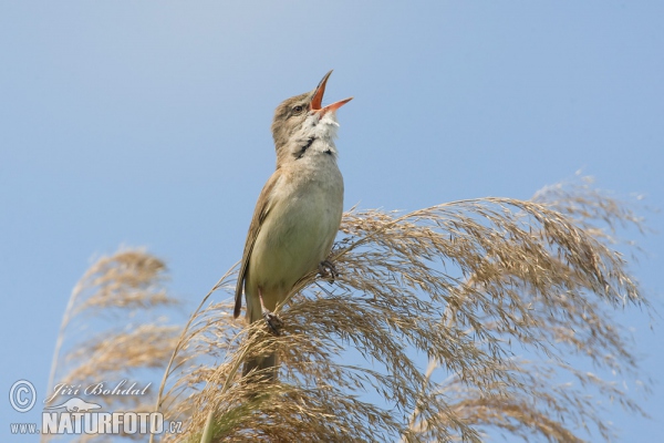 trsteniarik škriekavý (Acrocephalus arundinaceus)