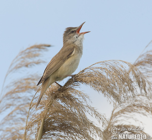 trsteniarik škriekavý (Acrocephalus arundinaceus)