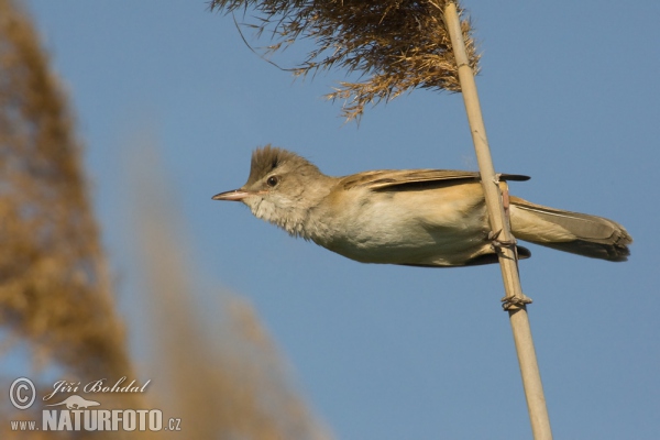 trsteniarik škriekavý (Acrocephalus arundinaceus)