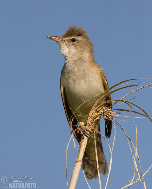 trsteniarik škriekavý (Acrocephalus arundinaceus)