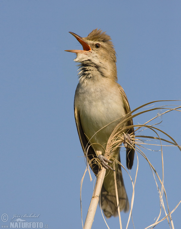 trsteniarik škriekavý (Acrocephalus arundinaceus)