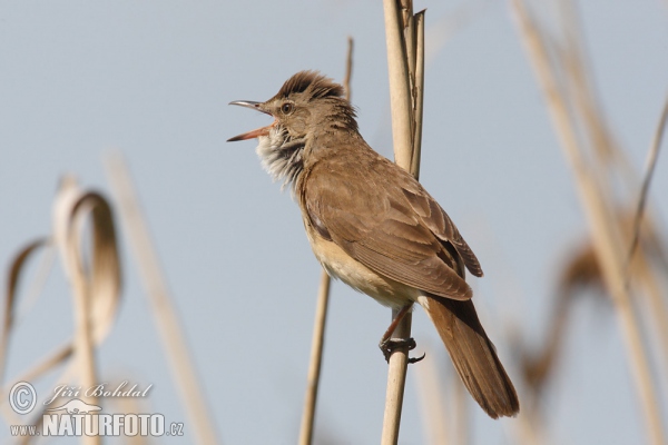 trsteniarik škriekavý (Acrocephalus arundinaceus)