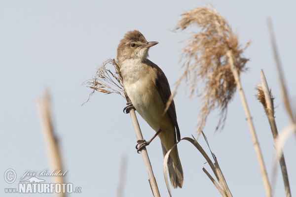 trsteniarik škriekavý (Acrocephalus arundinaceus)