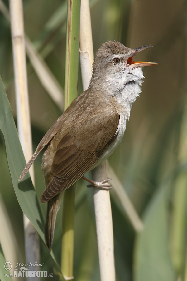 trsteniarik škriekavý (Acrocephalus arundinaceus)