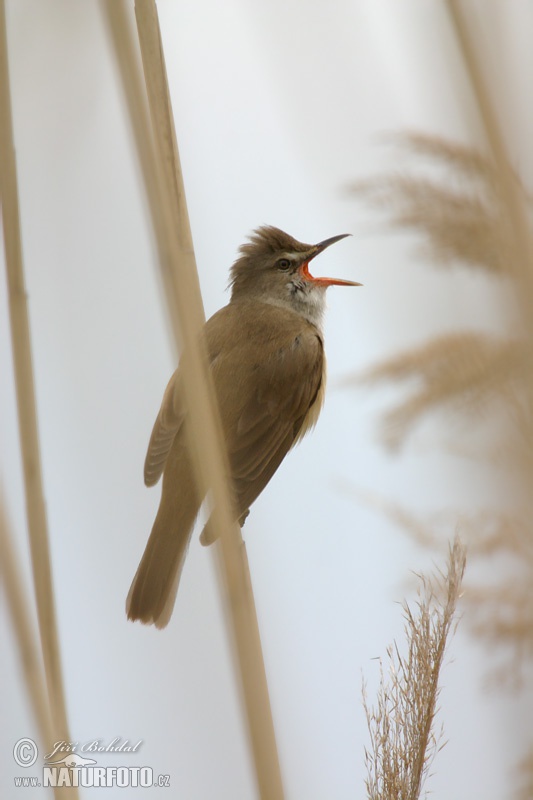 trsteniarik škriekavý (Acrocephalus arundinaceus)