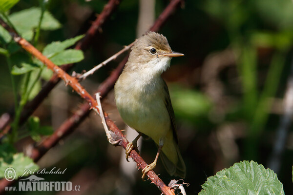 Trsteniarik spevavý (Acrocephalus palustris)