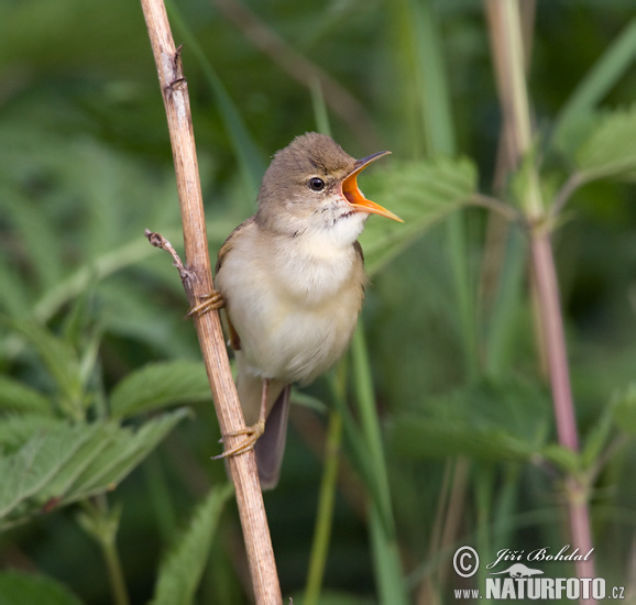 Trsteniarik spevavý (Acrocephalus palustris)