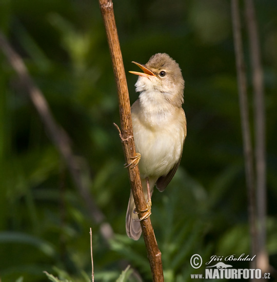 Trsteniarik spevavý (Acrocephalus palustris)