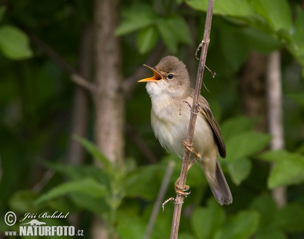 Trsteniarik spevavý (Acrocephalus palustris)