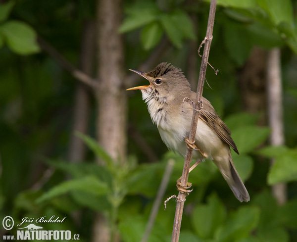 Trsteniarik spevavý (Acrocephalus palustris)