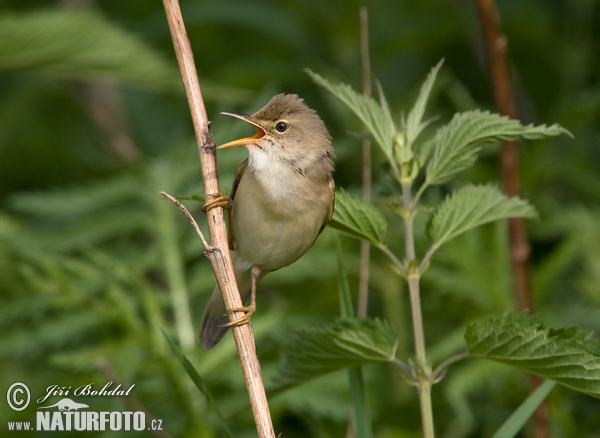 Trsteniarik spevavý (Acrocephalus palustris)