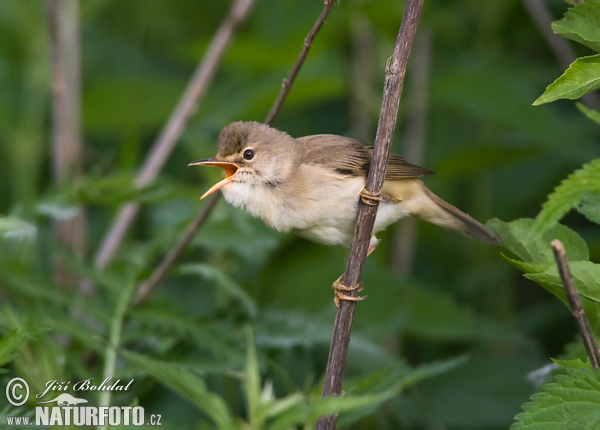 Trsteniarik spevavý (Acrocephalus palustris)