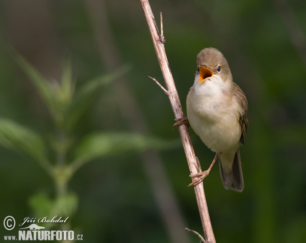 Trsteniarik spevavý (Acrocephalus palustris)