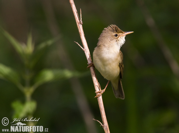 Trsteniarik spevavý (Acrocephalus palustris)