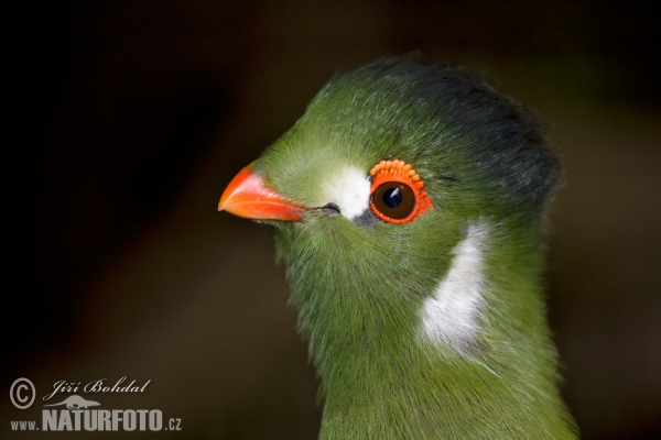 Turako bělolící (Turaco leucotis)