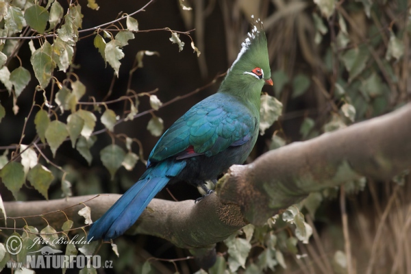 Turako Livingstonův (Turaco livingstonii)