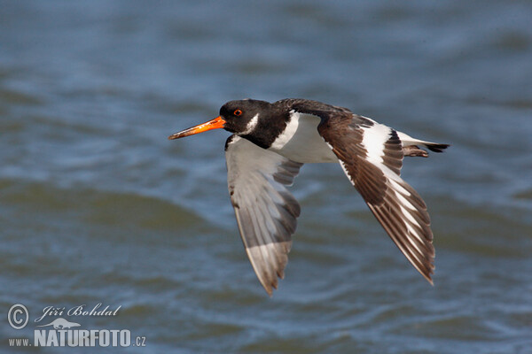 Ústřičník velký (Haematopus ostralegus)