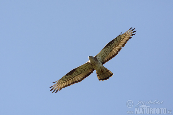 Včelár lesný (Pernis apivorus)