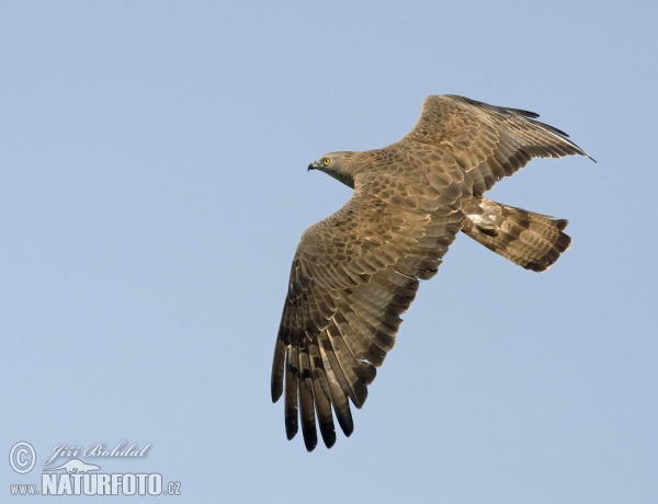 Včelár lesný (Pernis apivorus)