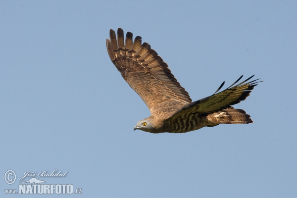 Včelár lesný (Pernis apivorus)