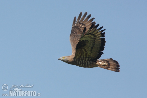 Včelár lesný (Pernis apivorus)