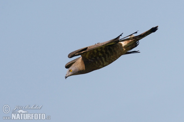 Včelár lesný (Pernis apivorus)